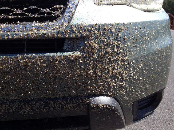 Как защитить машину от насекомых и камней на трассе
