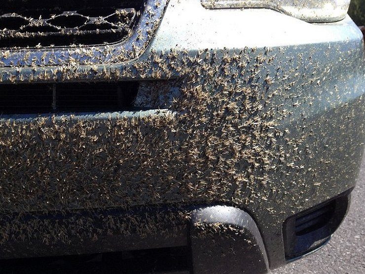 Какой очиститель лучше и быстрее удаляет следы насекомых с кузова машины