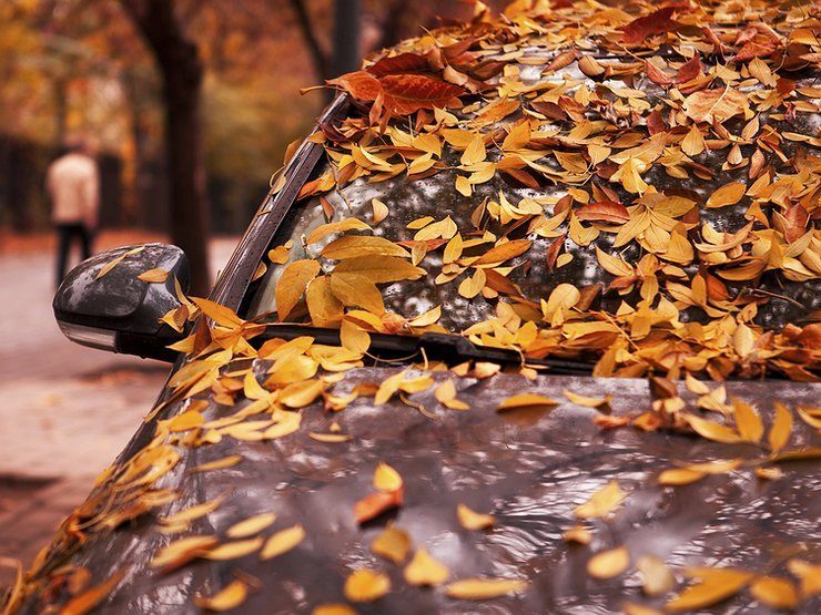 Почему осенью опасно оставлять машину под деревом